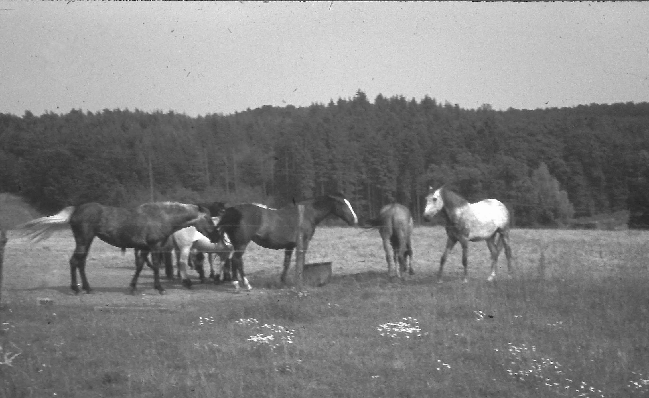 Meine kleine Herde im Jahr 1974